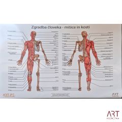 Poster Zgradba človeka - mišice in kosti