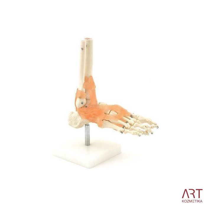 Skelet stopala na podstavku