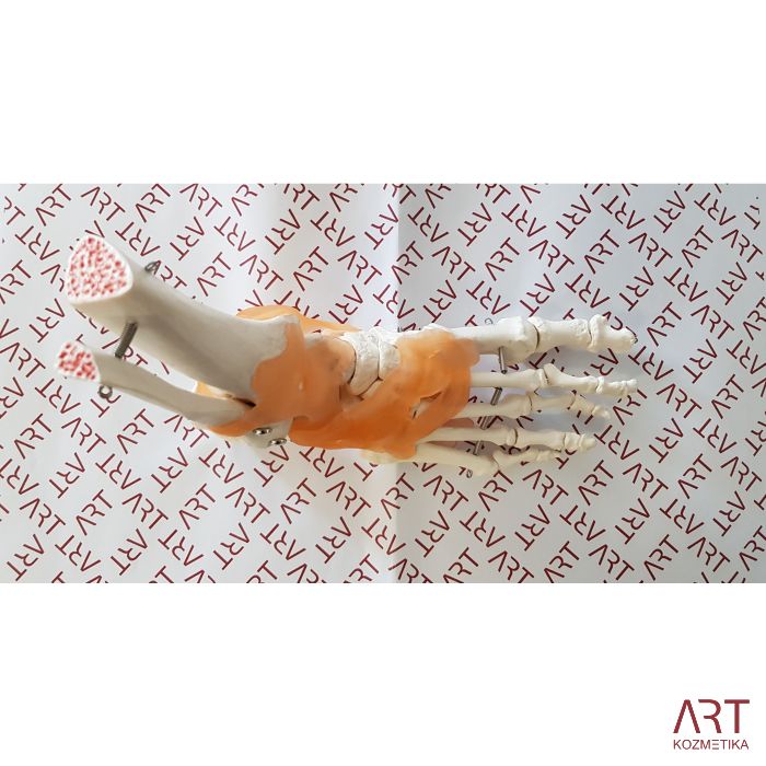 Skelet stopala na podstavku